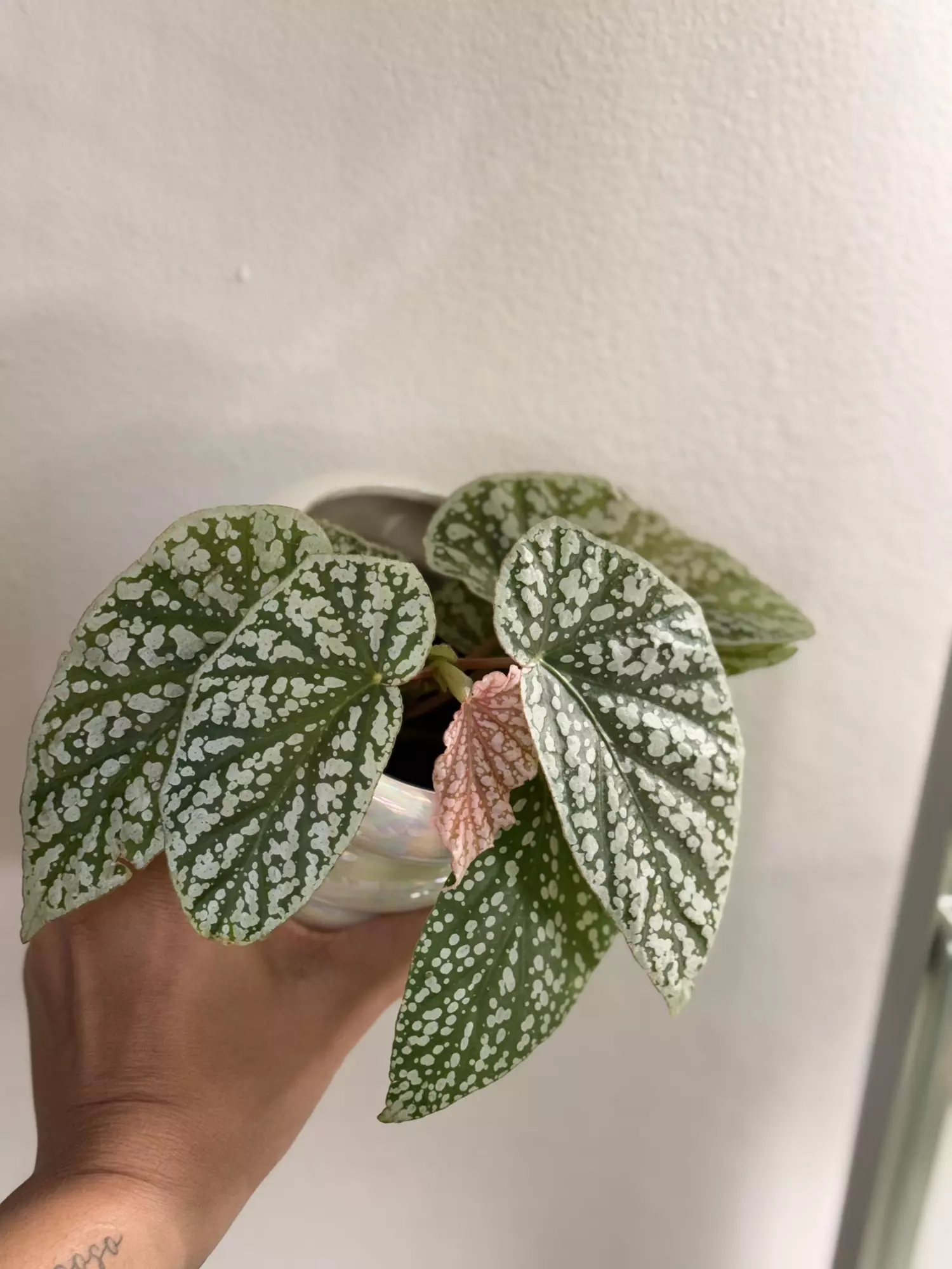 plant/Begonia Snowcap Var-0