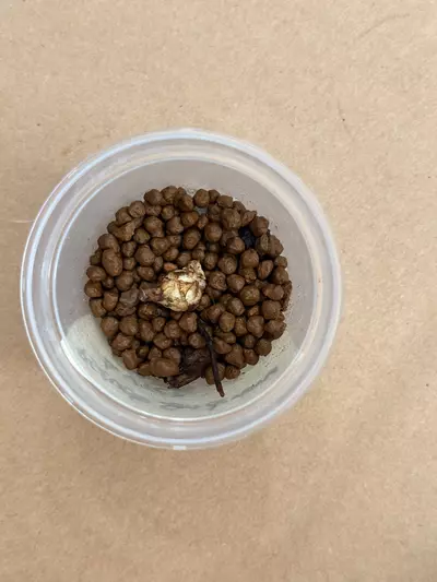 plant/Alocasia Pseudosanderiana Aurea Corm-1-thumbnail