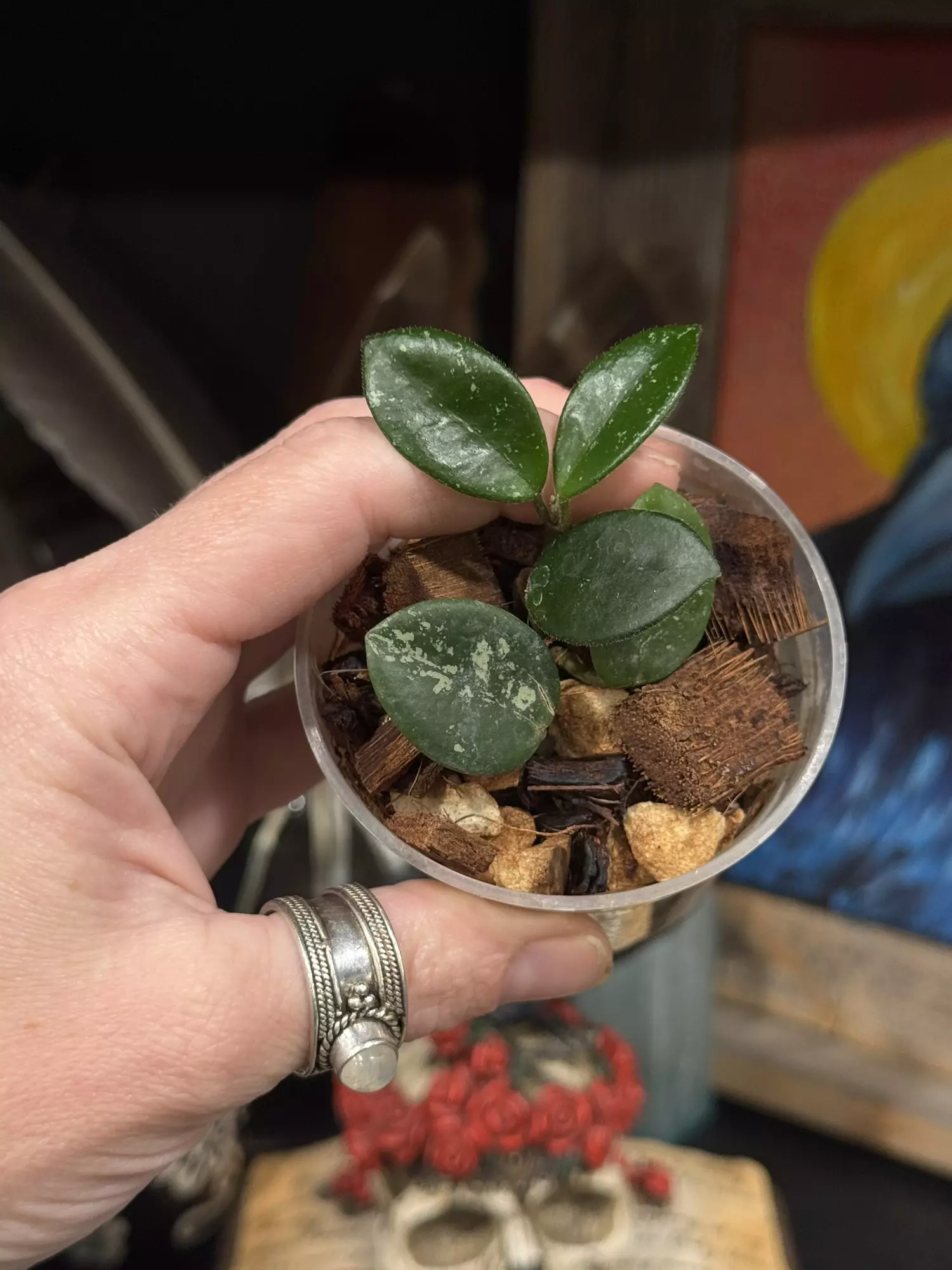plant/145- Hoya Mathilde Splash in chunky mix-0