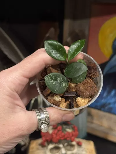 plant/145- Hoya Mathilde Splash in chunky mix-0-thumbnail