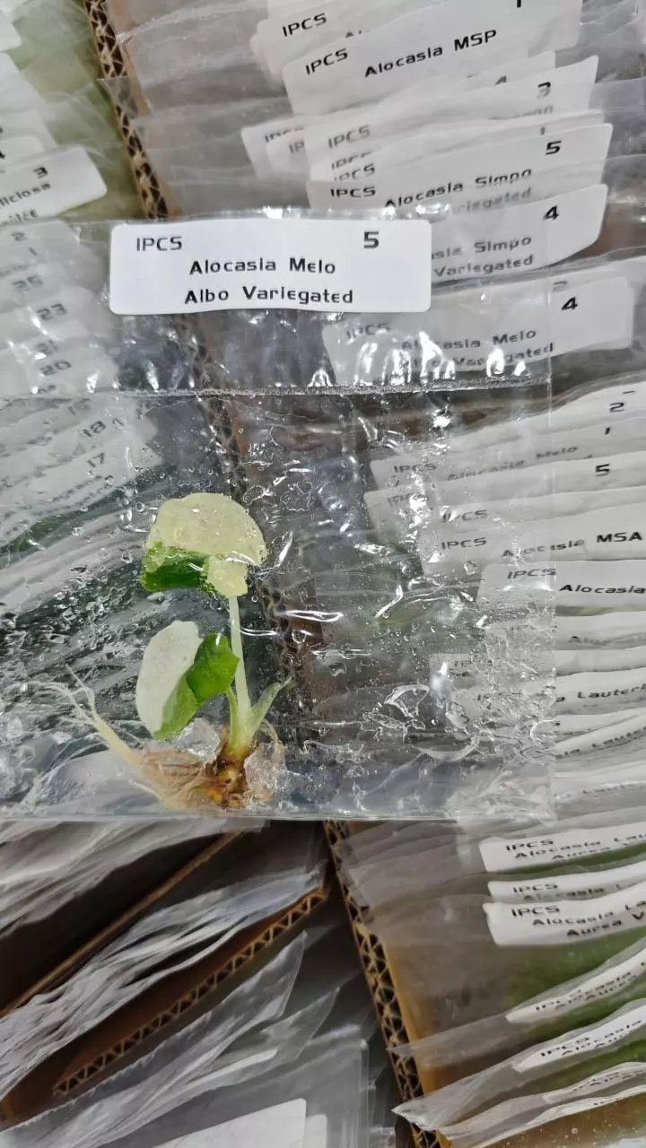 plant/Melo Albo Variegated-0