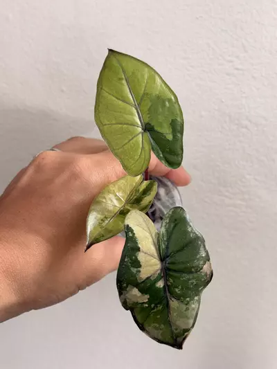 plant/Yucatan Princess Var-0-thumbnail