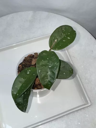 plant/H. SMS ‘June’ - 3 inch pot-1-thumbnail