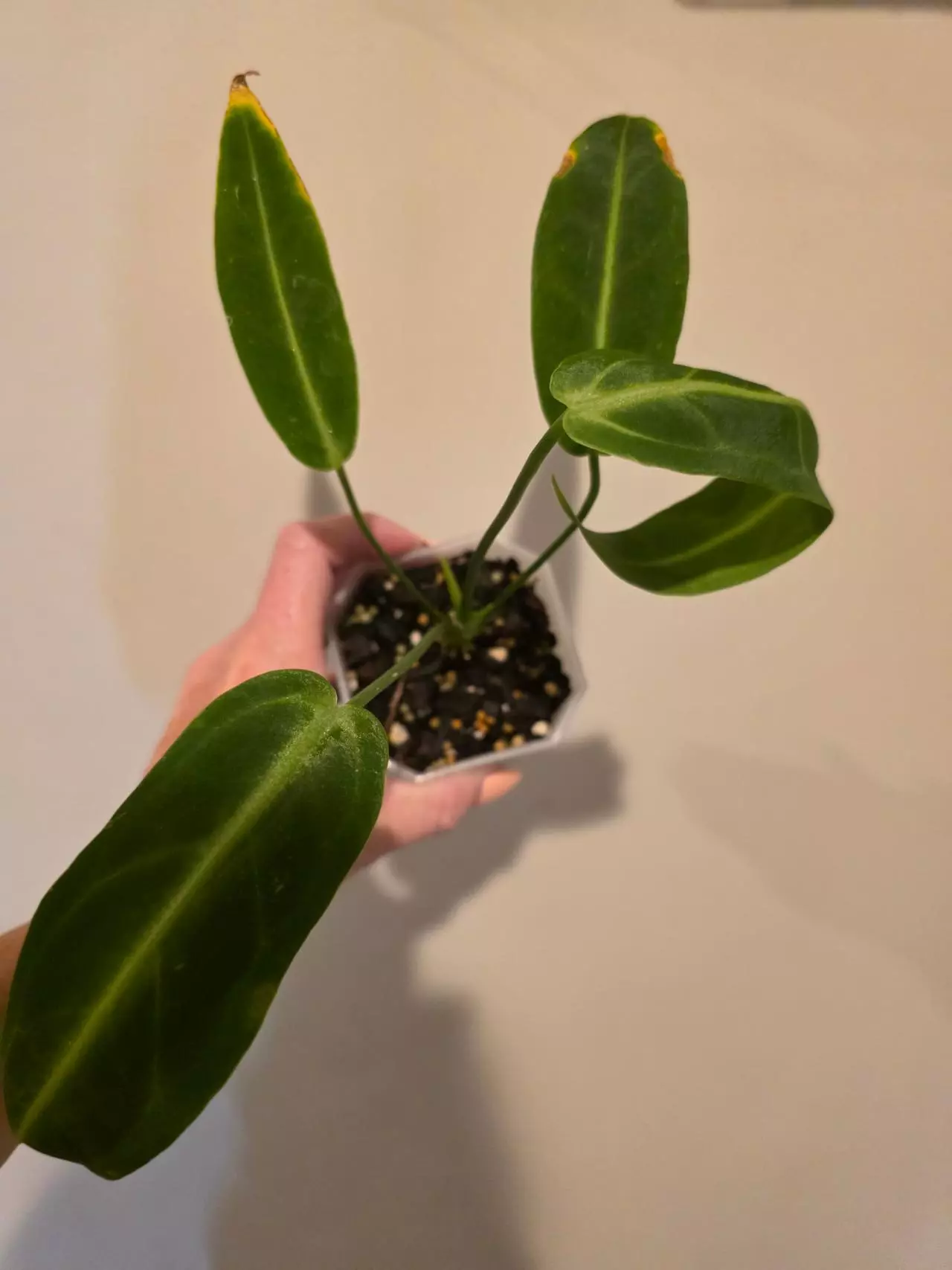 plant/Anthurium Warocqueanum-0