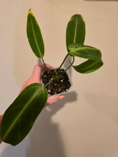 plant/Anthurium Warocqueanum-0-thumbnail