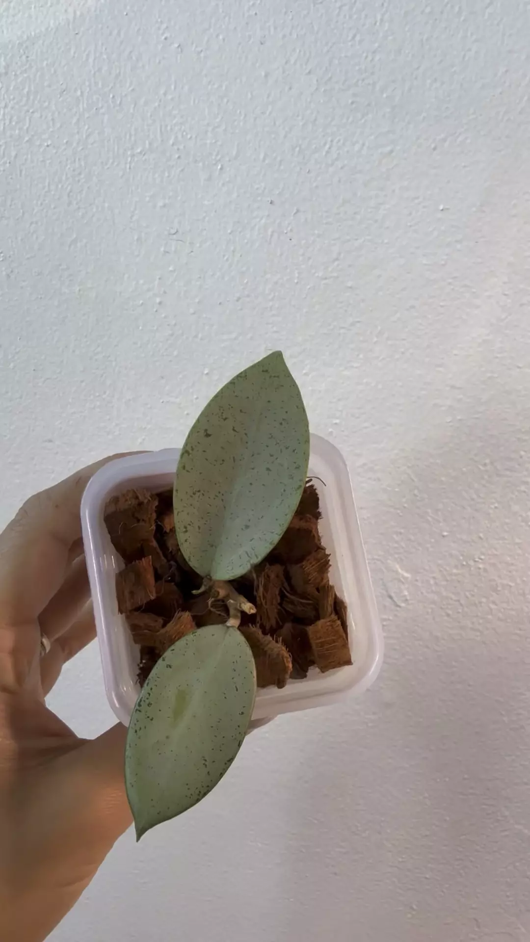 plant/Hoya Verticillata Silver Heart-1