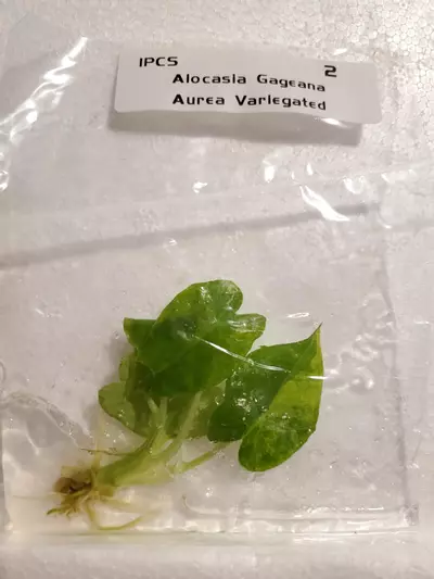 plant/Gageana Aurea Variegated-0-thumbnail