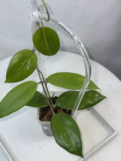 plant/Hoya ‘Valdar’ — 2.5 inch pot-1-thumbnail