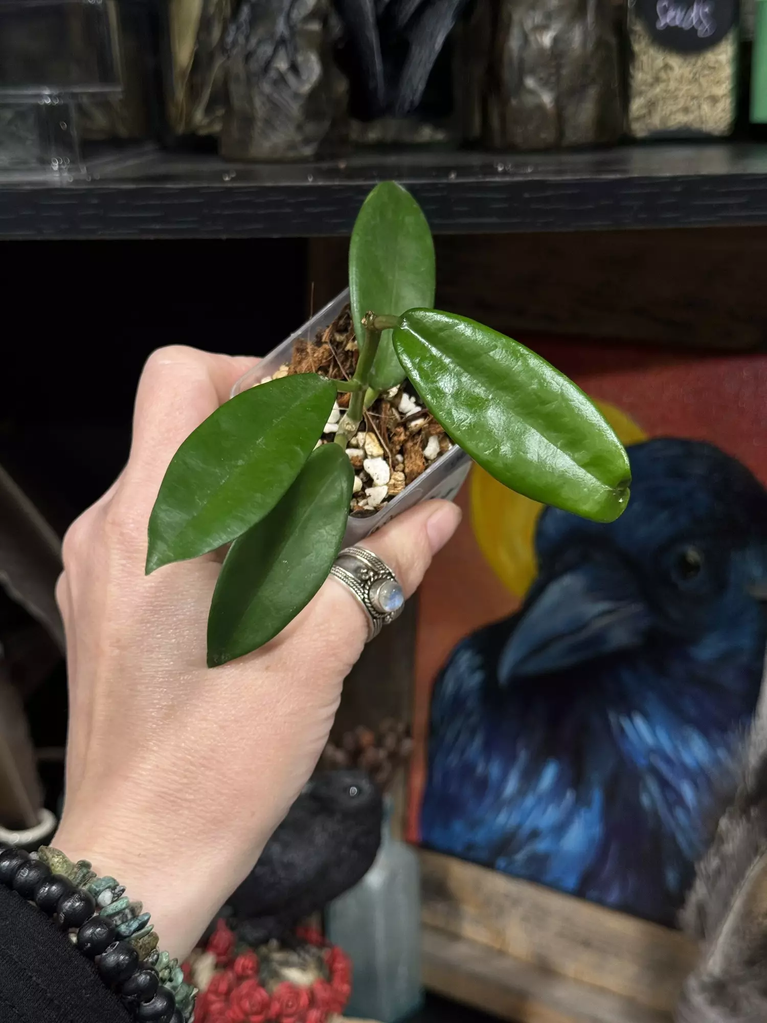 plant/96-Hoya Meliflua in chunky mix-0