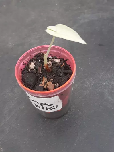 plant/High Color Albo Simpo Pup-2-thumbnail