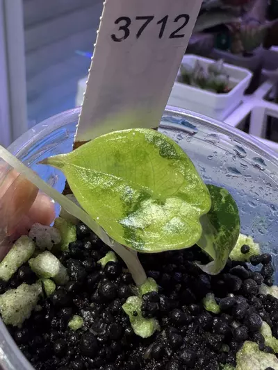 plant/Sendenii var-1-thumbnail