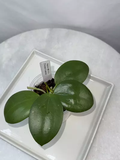 plant/Hoya cv. MB-1414 (‘Christine’ X aldrichii) — 2.5 inch pot-1-thumbnail