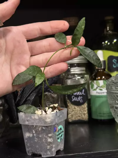 plant/323-Hoya Lacunosa SR 2010-55 in chunky mix-1-thumbnail