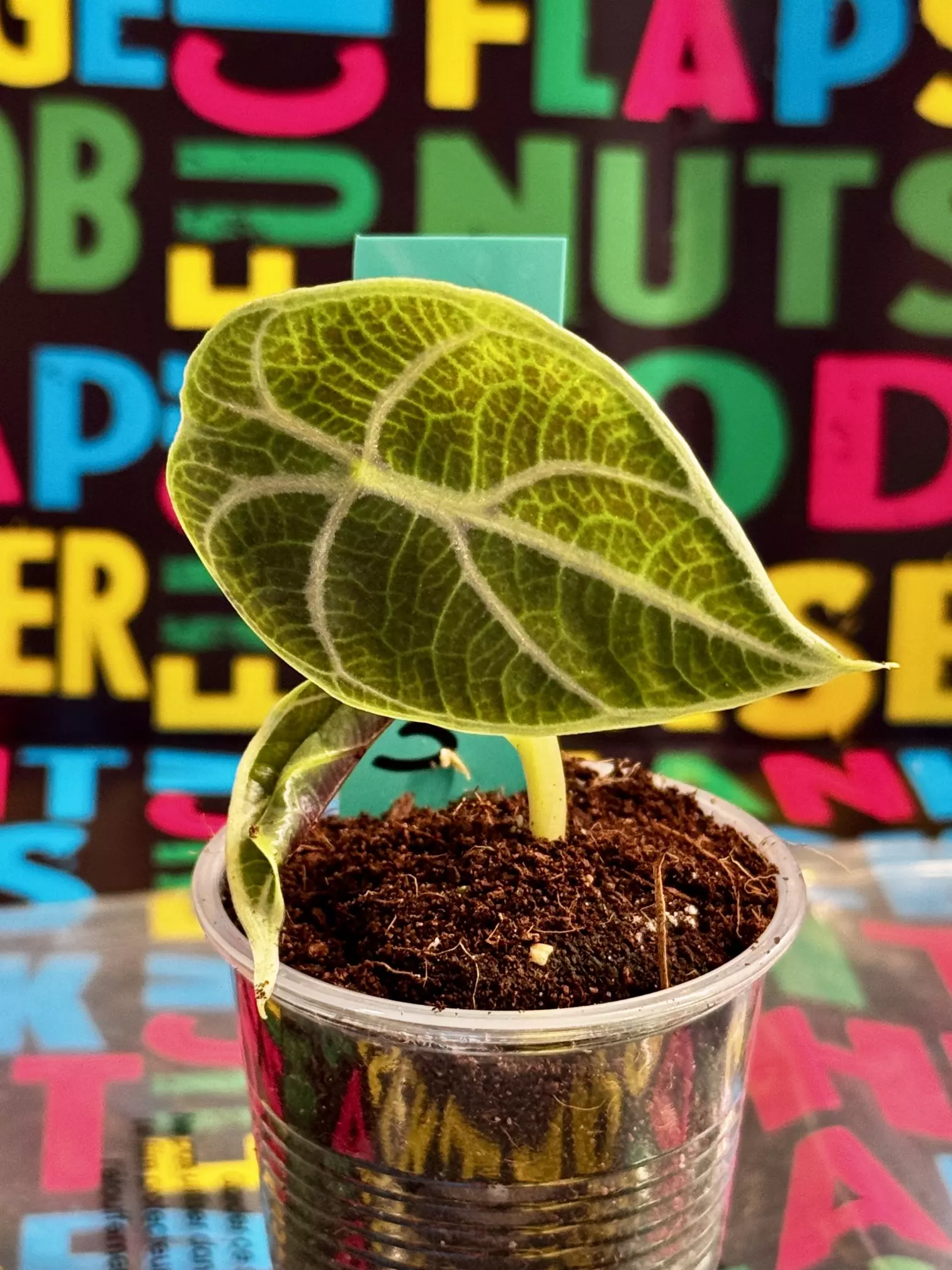 plant/Growers Choice Watsoniana Doff-0