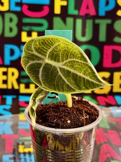 plant/Growers Choice Watsoniana Doff-0-thumbnail