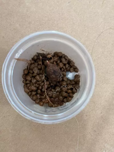 plant/Yucatan Princess Corm ( BIG)-2-thumbnail