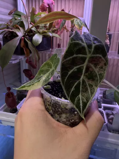 plant/Pink watsoniana-3-thumbnail