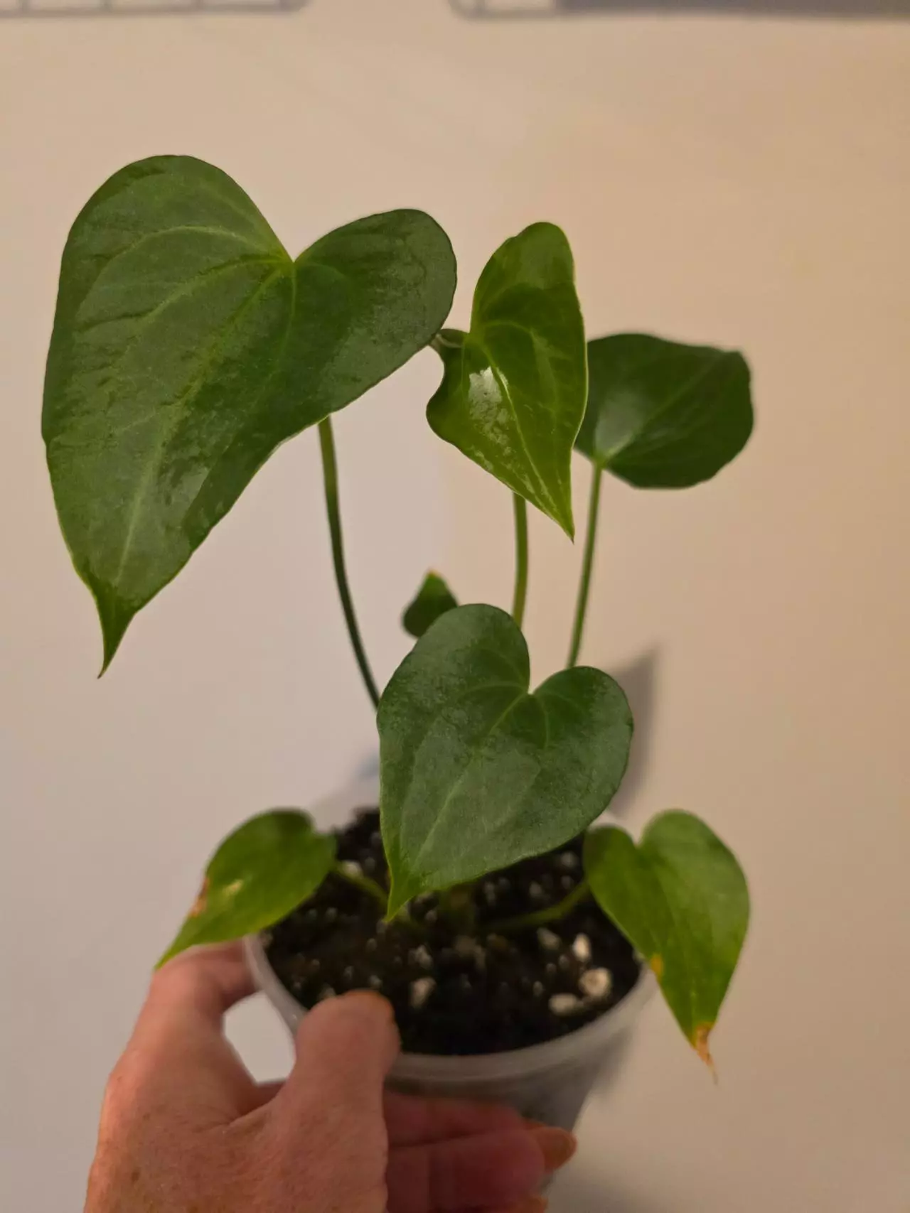 plant/Anthurium Delta Force-1