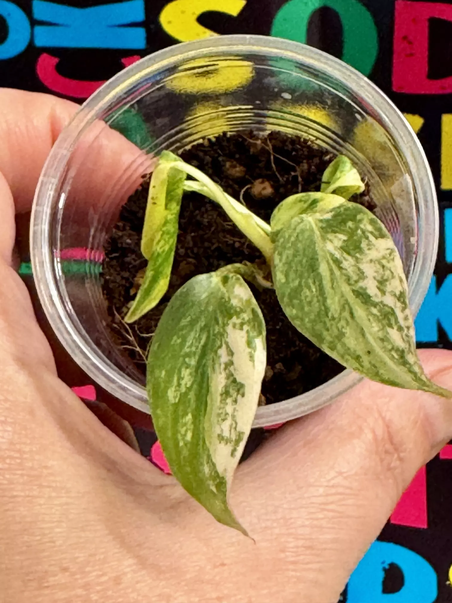 plant/Philodendron Gloriousum Type 2-1