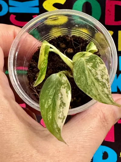 plant/Philodendron Gloriousum Type 2-1-thumbnail