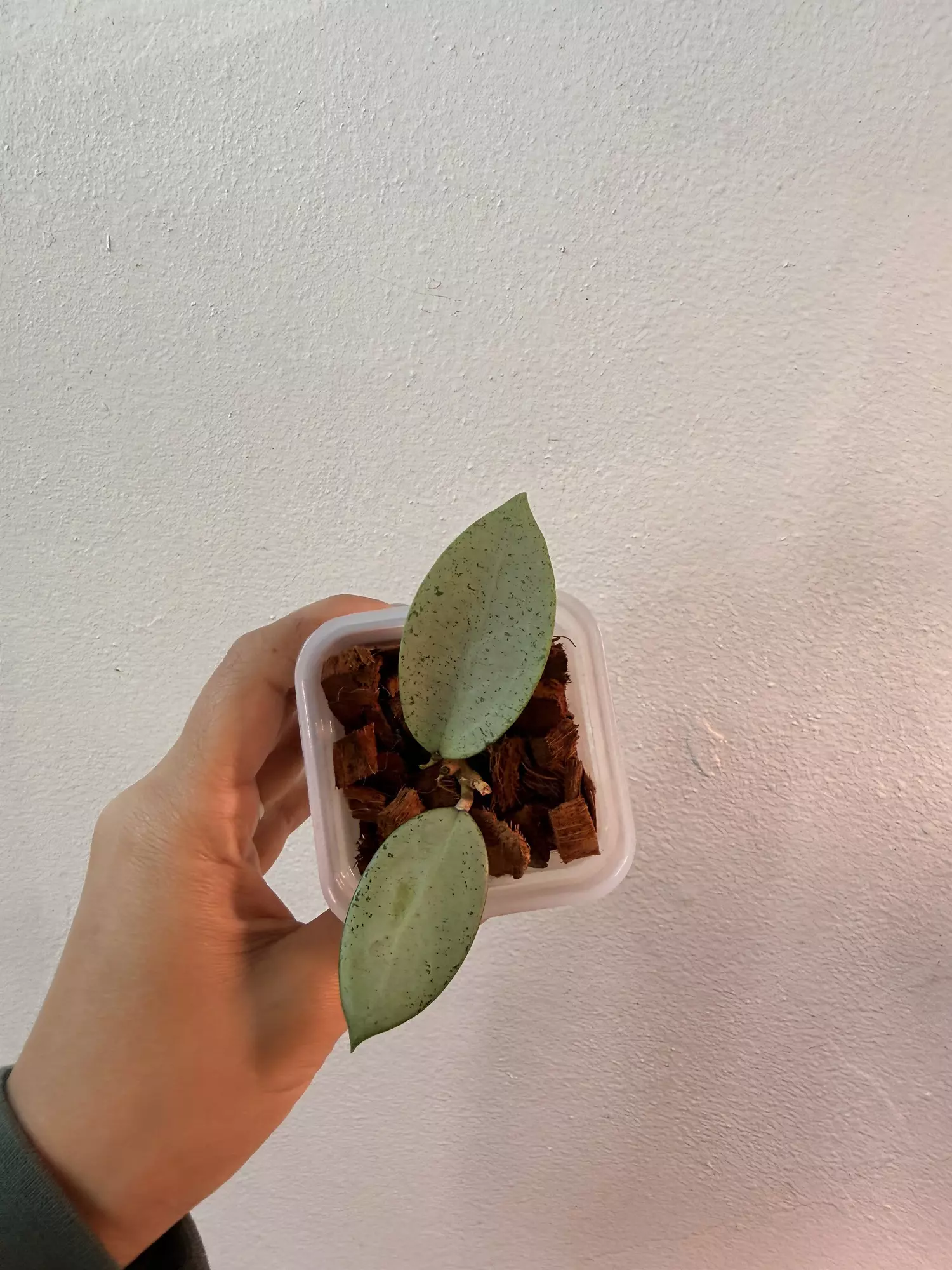 plant/Hoya Verticillata Silver Heart-0