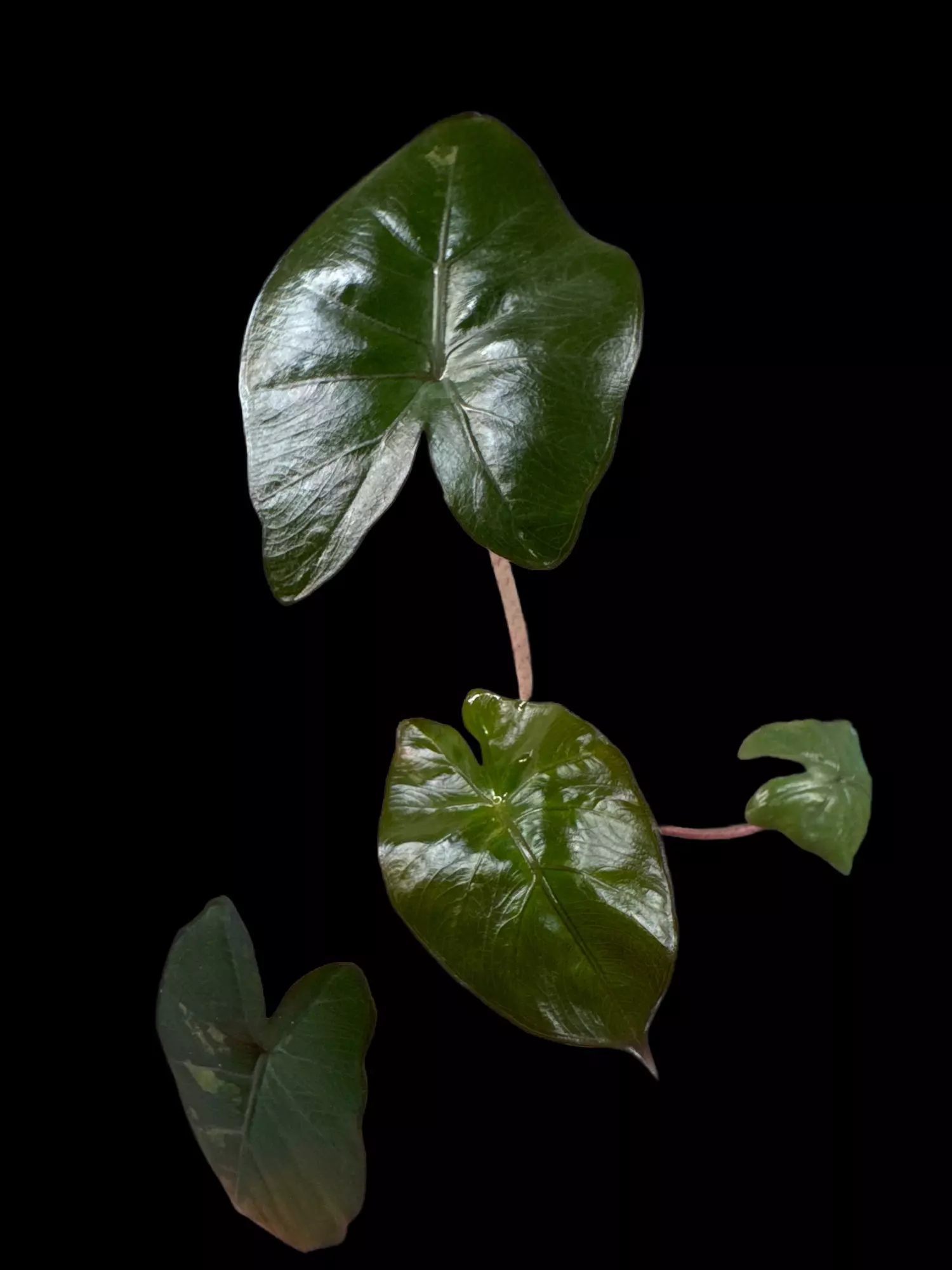 plant/Yucatan Princess Aurea-1