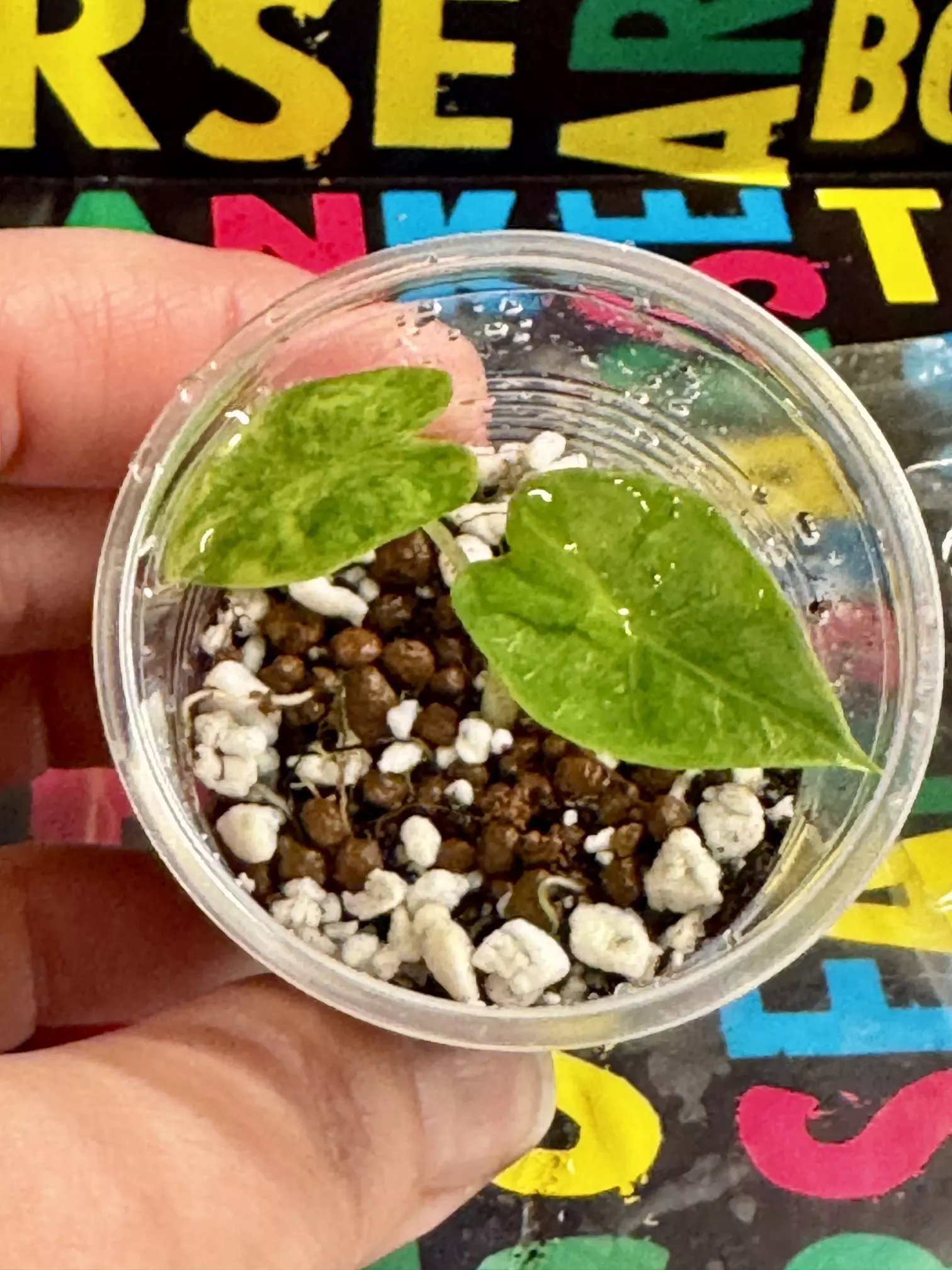 plant/Alocasia Black Velvet Variegated-0