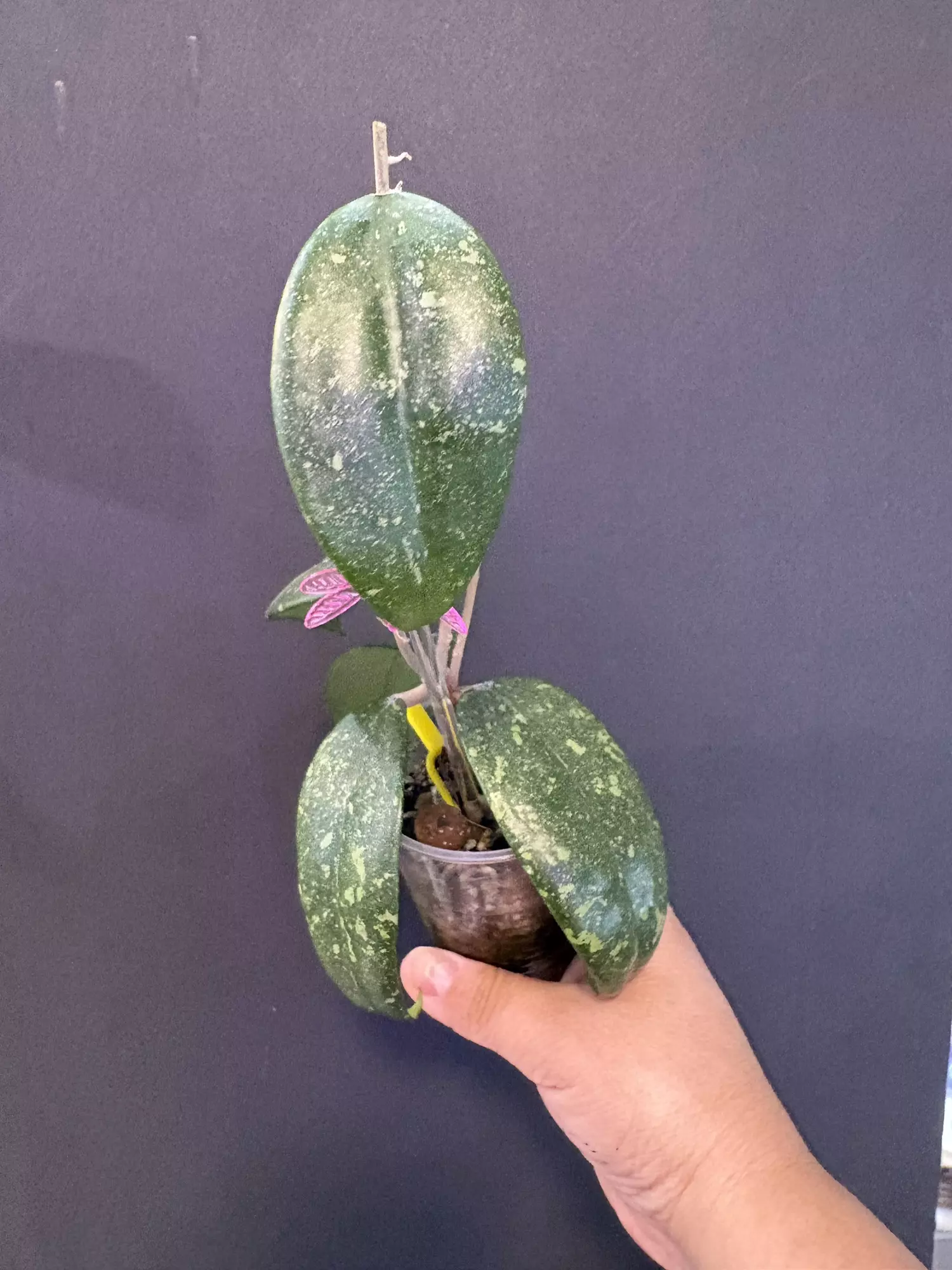 plant/Sp. Vietnam AH-001 ( splash)-1