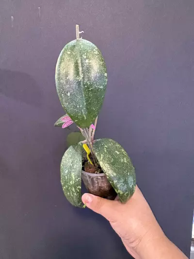 plant/Sp. Vietnam AH-001 ( splash)-1-thumbnail