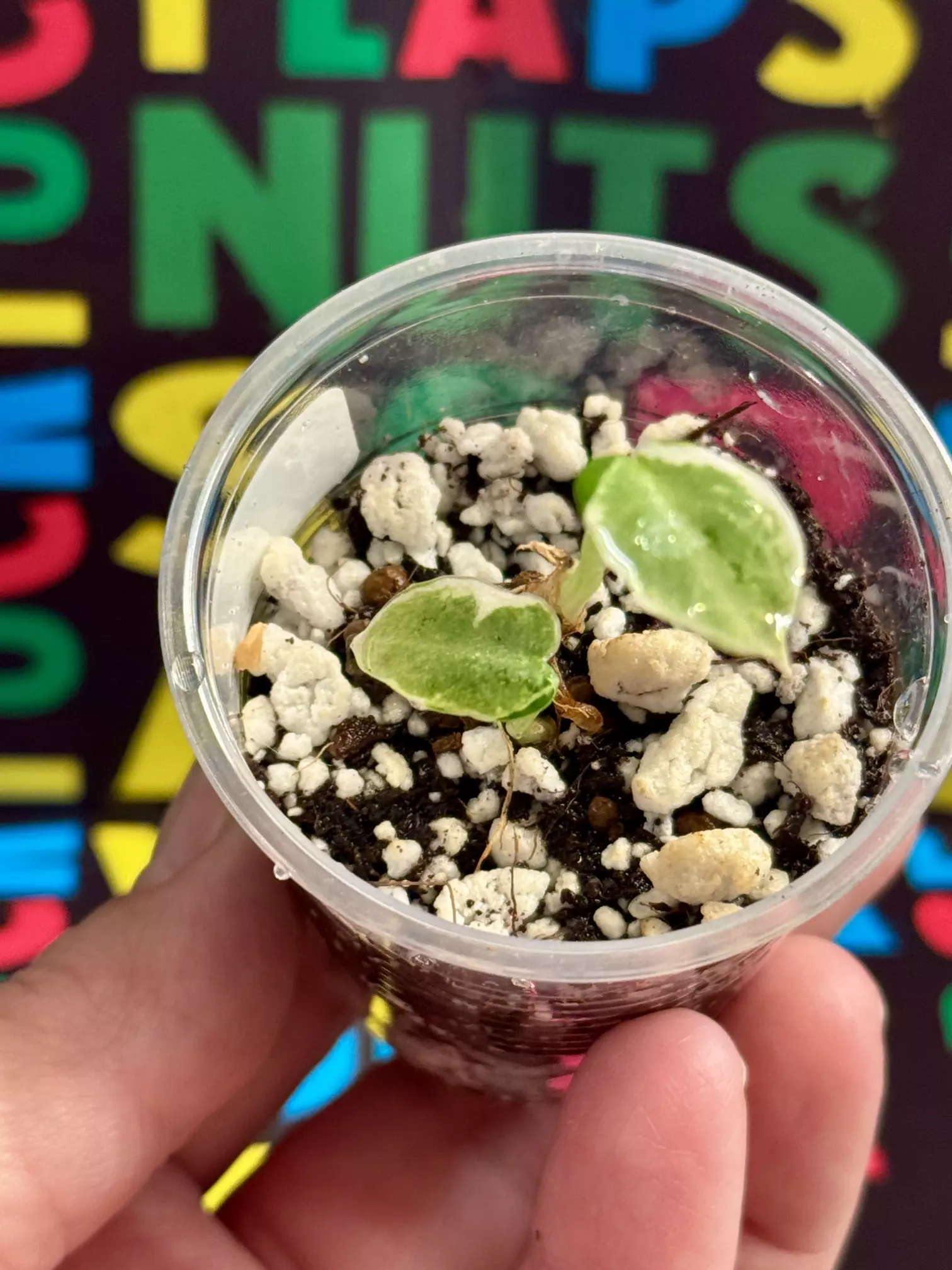 plant/Black Velvet Ninja Variegated-0