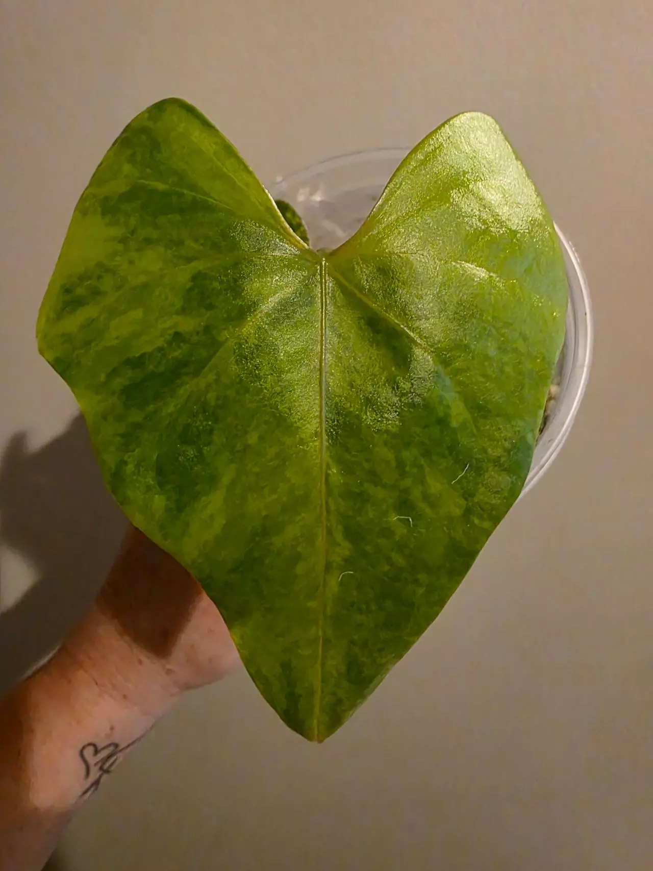 plant/Anthurium Pterodactyl Varigated-1