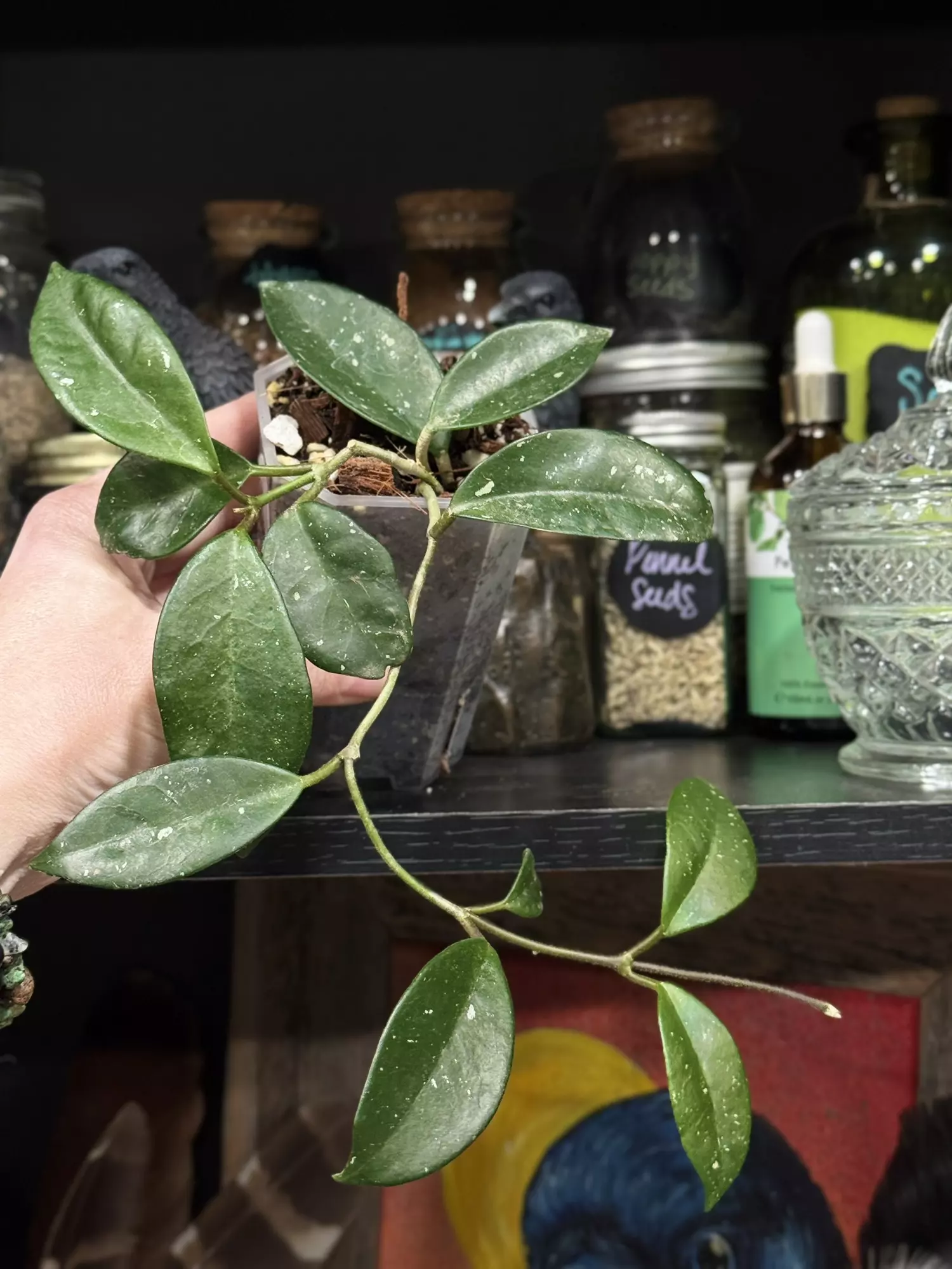 plant/84-Hoya Carnosa Sprinkles in chunky mix-1