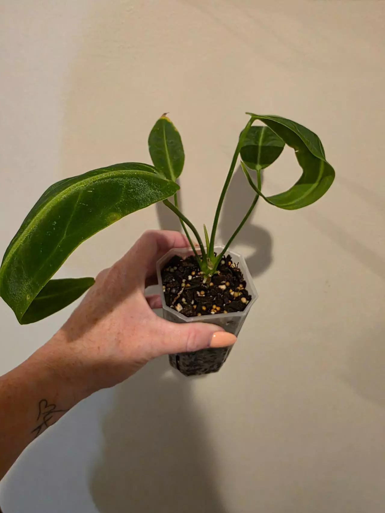 plant/Anthurium Warocqueanum-1