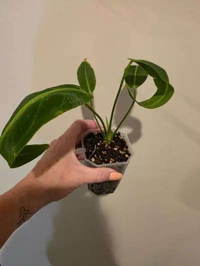 plant/Anthurium Warocqueanum-1-thumbnail