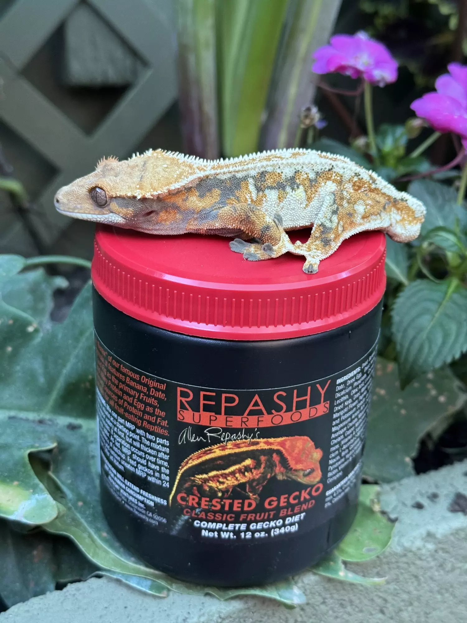 plant/Classic fruit blend 12 0z-0