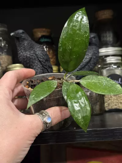 plant/39-Hoya Parasitica Black Margin in chunky mix-0-thumbnail