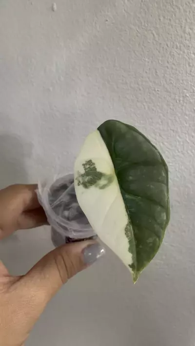 plant/Alocasia Bisma Platinum Albo-1-thumbnail