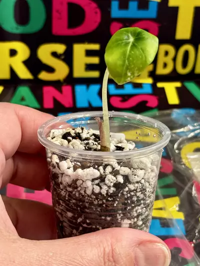 plant/Alocasia Black Velvet Variegated-2-thumbnail