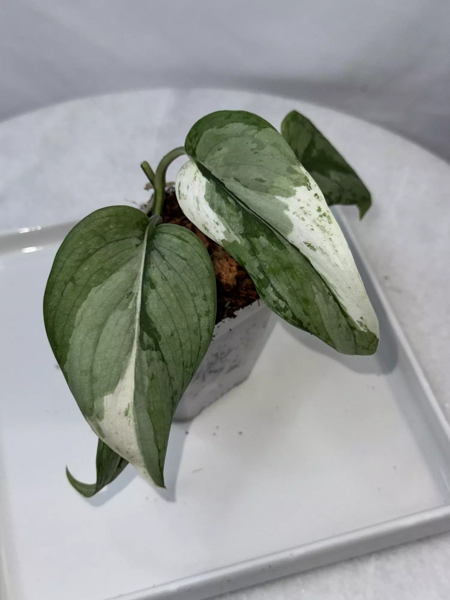 plant/Scindapsus ‘Blue Splash’ albo/variegated - 3 inch pot-0