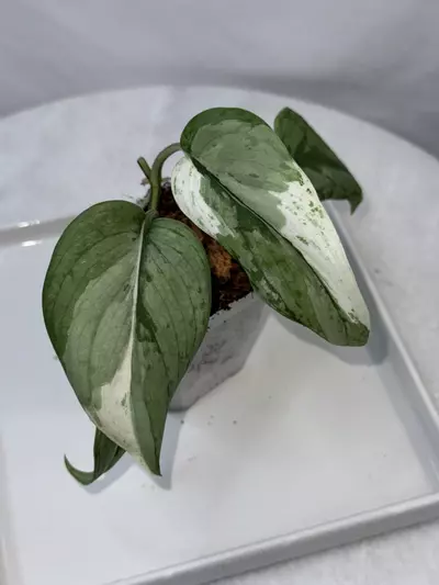 plant/Scindapsus ‘Blue Splash’ albo/variegated - 3 inch pot-0-thumbnail