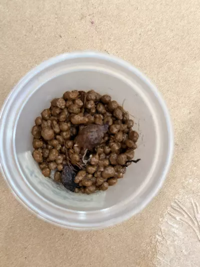 plant/Yucatan Princess Corm ( BIG)-3-thumbnail