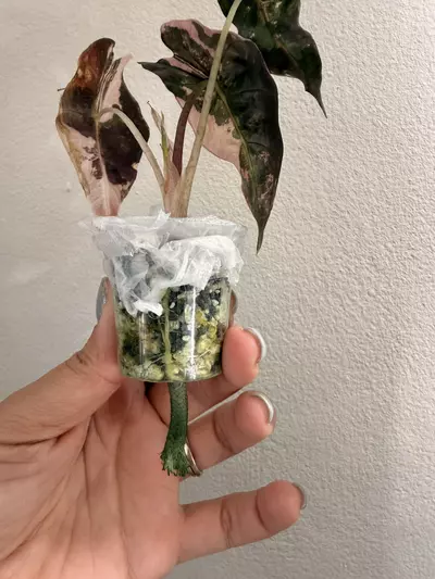 plant/Alocasia Amazonica Pink-2-thumbnail