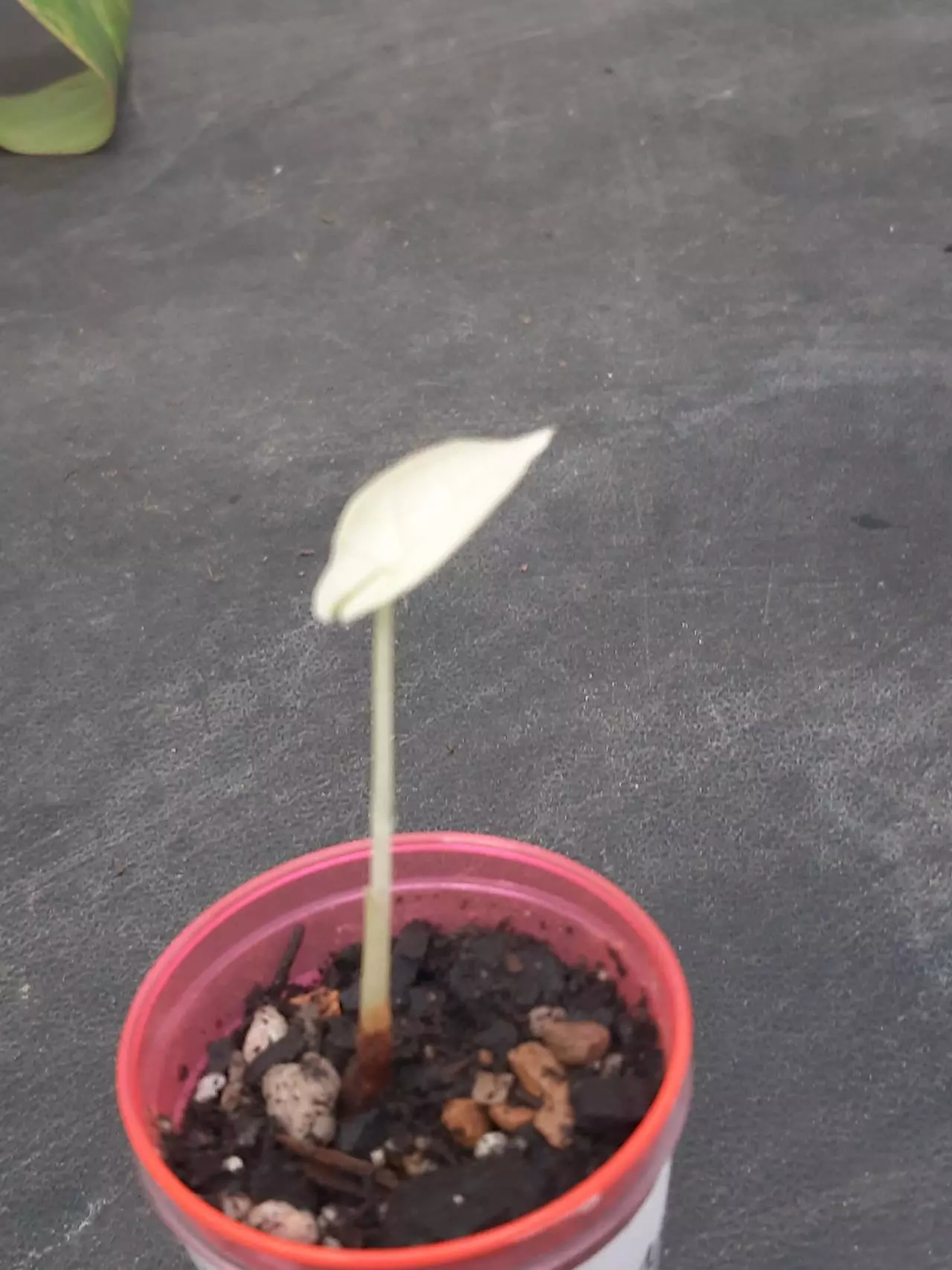 plant/High Color Albo Simpo Pup-1