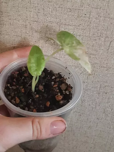 plant/High Color Okinawa Silver-1-thumbnail