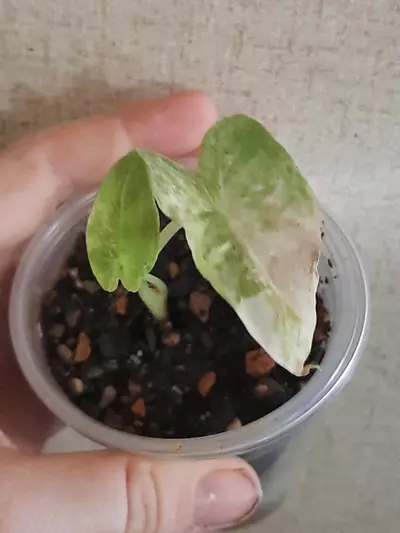 plant/High Color Okinawa Silver-0-thumbnail