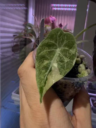 plant/Pink watsoniana-2-thumbnail