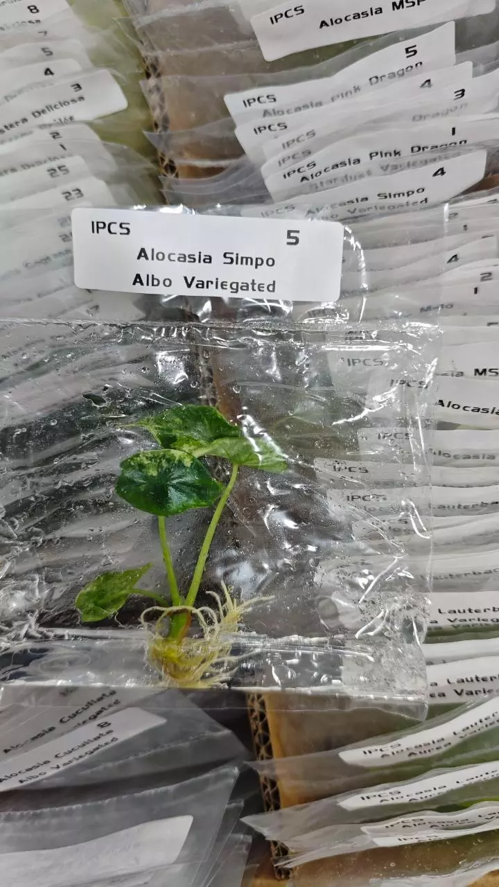 plant/Simpo Albo Variegated-0