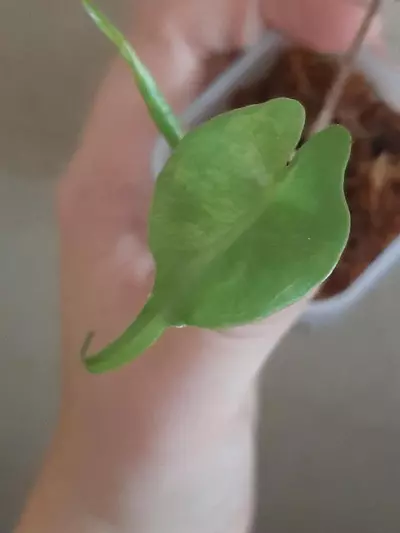 plant/Albo Stingray-2-thumbnail