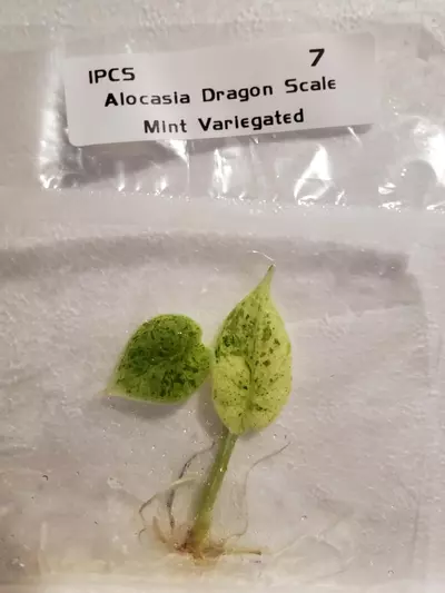 plant/Mint Dragon Scale-0-thumbnail