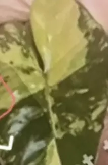plant/Yucatan Princess Aurea-2-thumbnail